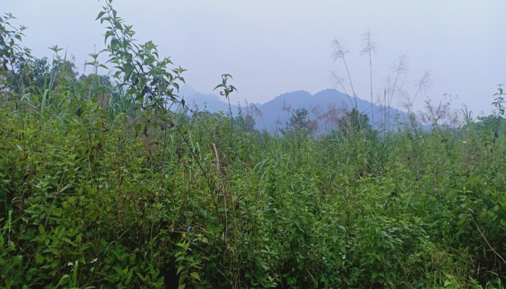 Bán 1862m đất thổ cư nhà vườn tại Yên Bình-Thạch Thất-Hà Nội.