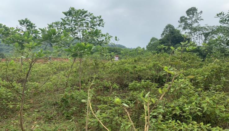 Chính chủ gửi bán 1228m trong đó có 150m thổ, vew cao thoáng có suối chảy trong đất.