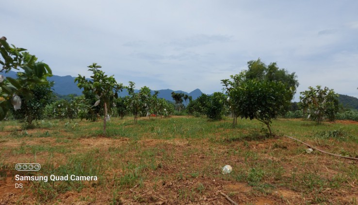 Bán gấp 5100m thổ cư tại MỸ HÒA-TÂN LẠC thích hợp làm nhà vườn, homestay, farmstay, đầu tư...