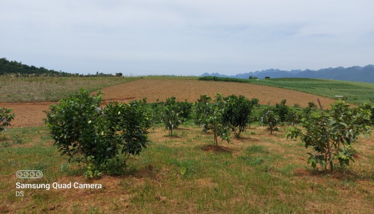 Bán gấp 5100m thổ cư tại MỸ HÒA-TÂN LẠC thích hợp làm nhà vườn, homestay, farmstay, đầu tư...