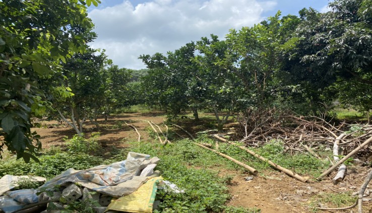 Bán đất view sông Bôi cực nên thơ hữu tình, đất Kim Bôi chắc chắn không có mảnh rẻ hơn