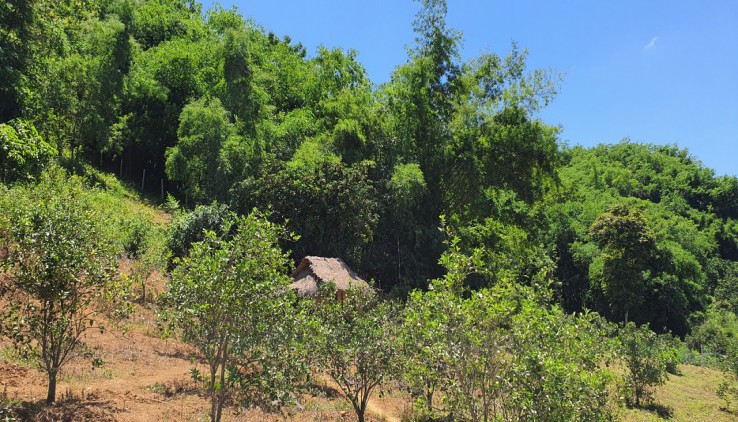 CẦN BÁN NHANH  LÔ 4500m CÓ ĐẾN 1729m ONT VEW NíU ĐÁ Vị TRí CAO PHONG -HÒA BìNH