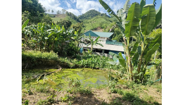 Chủ cần bán hơn 3,6ha đất thổ cư và rừng sản xuất giá đầu tư tại Thu Phong