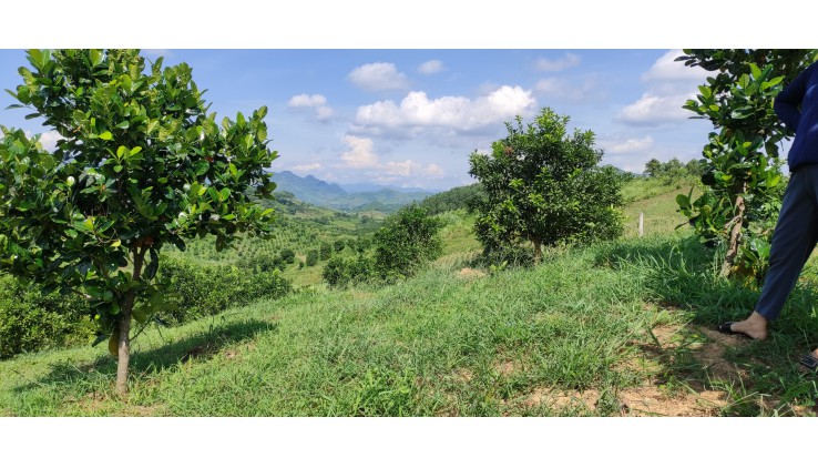 Bán đất rừng sx Cao Phong giá rẻ bám mặt đường liên xã
