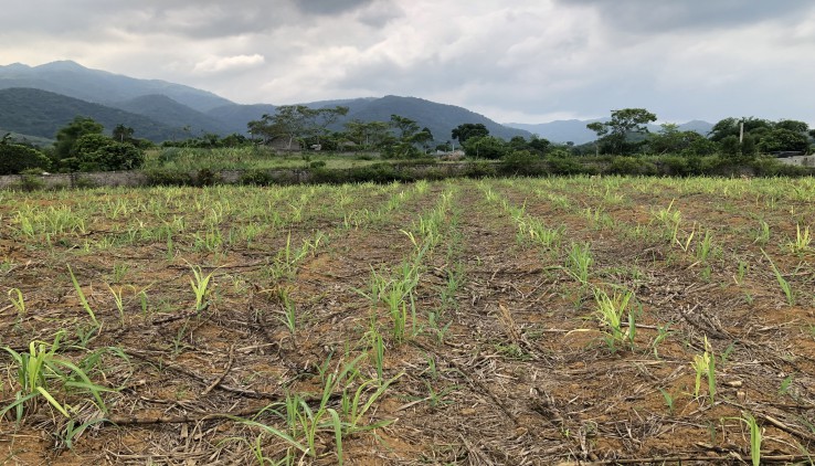 Bán đất Cao Phong diện tích 5000m full thổ cư thế đất bằng phẳng view cánh đồng và những dãy núi trùng điệp.