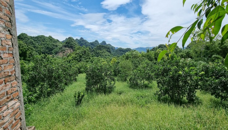 chính chủ gửi bán 1900m full đất ở bám đường bê tông tại kim bôi hòa bình