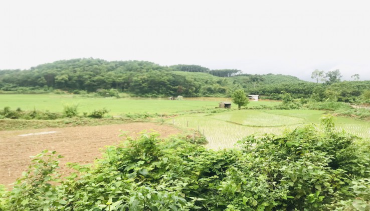 Bán lô đất  1.1ha đất srx có thổ cư view cánh đồng tại Kim Bôi - HB