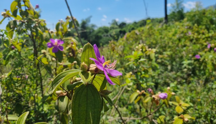 Cần bán 1100m đất Lương Sơn vuông vắn, giao thông thuận tiện.