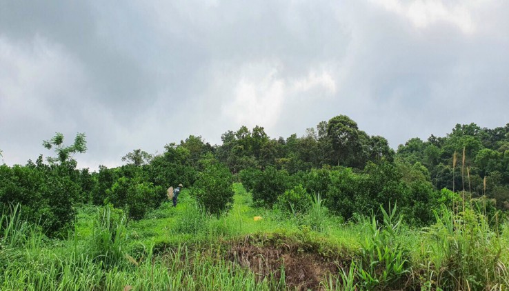 Bán gấp 1,9ha đất trong đó có 600 thổ cư 4000 đất vườn còn lại đất rsx tại Cao Phong Hòa Bình