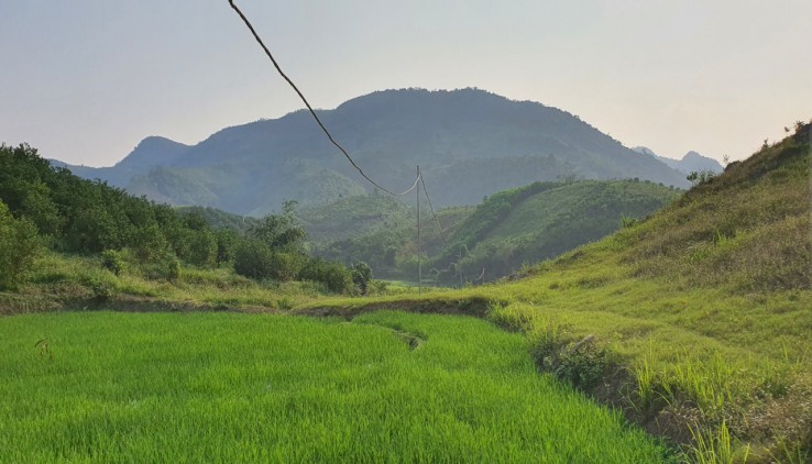 bán 5100m thực tế 10.000m tặng hàng trăm gốc cam sai trĩu quả giá 600tr