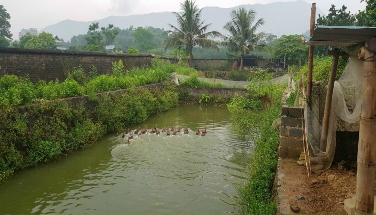 BÁN LÔ ĐẤT 1500M TRÁNH DỊCH COVID CÁCH HÀ NỘI CHỈ 35KM