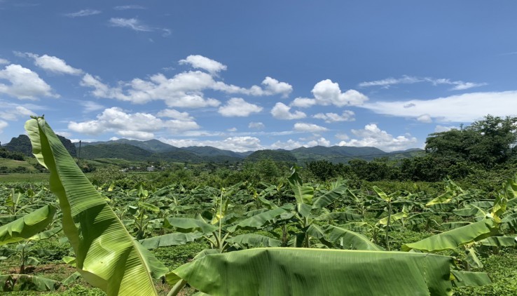 Siêu Phẩm Nghỉ Dưỡng 5000M Giá Chỉ Nhỉnh 1 Tỷ Bám Suối tại Cao Phong Hoà Bình