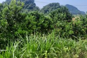 Chính chủ gửi bán hơn 1ha thổ cư và đất vườn tại Tú Sơn, Kim Bôi