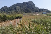 Bán 5ha đất thổ cư phẳng như thảo nguyên tại Kim Bôi - Hoà Bình