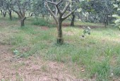 Chính chủ gửi bán lô đất 4500m full trồng cam đang cho thu hoạch tại Cao Phong, Hoà Bình. Đất thổ cư và đất vườn.