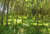 Bán đất hợp châu lương sơn 6200m2,lô góc 3 mặt tiền giá 600k/m!