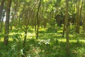 Bán đất hợp châu lương sơn 6200m2,lô góc 3 mặt tiền giá 600k/m.