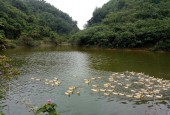 Bán 872m.500ont khu phát triển sinh thái Làng Sen tại An Phú - Mỹ Đức - Hà Nội