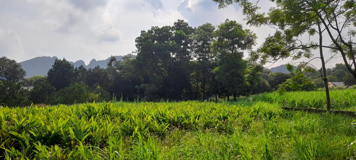 CHÍNH CHỦ GỬI BÁN 1052M BÁM HỒ, ĐƯỜNG TO Ô TÔ VÀO TẬN ĐẤT, GIÁ RẺ