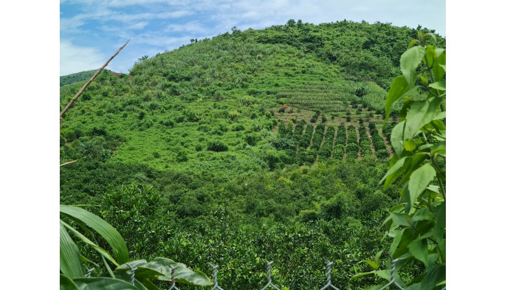 CẦN BÁN VƯỜN CAM CANH 6660M 400M THỔ CƯ SUỐI CHẢY QUA ĐẤT, VIEW CAO THOÁNG HỢP PHONG, CAO PHONG