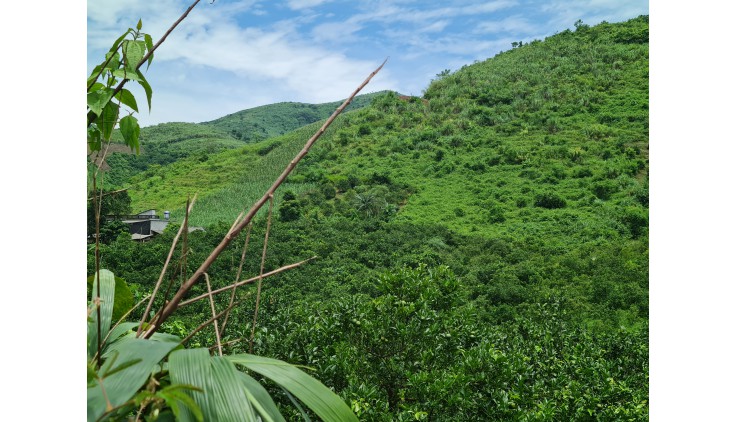 CẦN BÁN VƯỜN CAM CANH 6660M 400M THỔ CƯ SUỐI CHẢY QUA ĐẤT, VIEW CAO THOÁNG HỢP PHONG, CAO PHONG