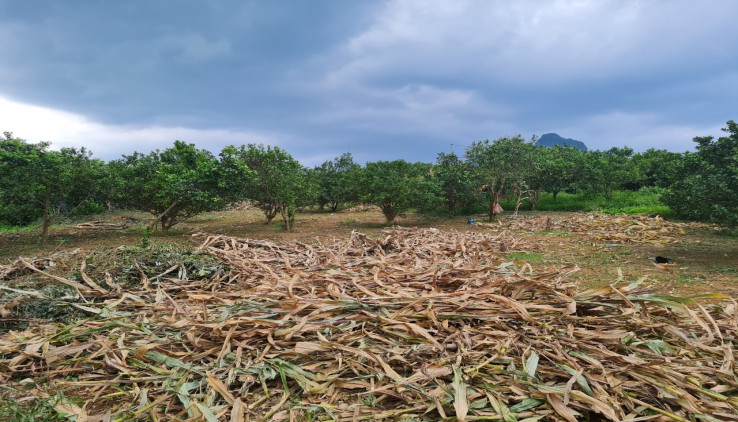 BÁN ĐẤT CAO PHONG HÒA BÌNH - 2160M FULL THỔ CƯ VIEW  BÁM CÁNH ĐỒNG GIÁ CHỈ VÀI TRĂM TRIỆU