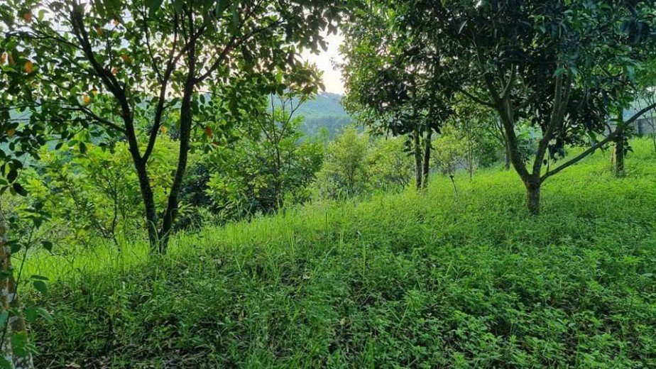 BÁN RẺ 3634M ĐẤT,VIEW CÁNH ĐỒNG,GIAO THÔNG THUẬN TIỆN,GIÁ COVIT