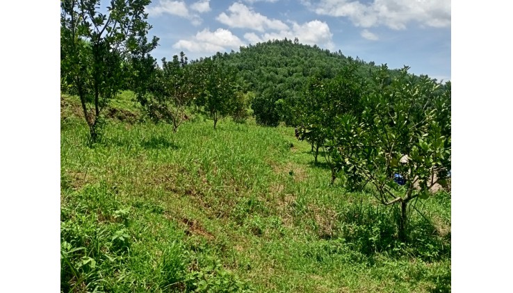 Chuyển nhượng 2469m thổ cư và vườn tại tân phong cao phong