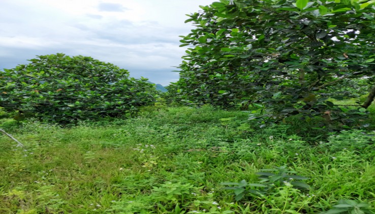 bán gấp 3.6ha đất thổ cư và rừng sản xuất view đẹp gần sân gofl Liên Sơn