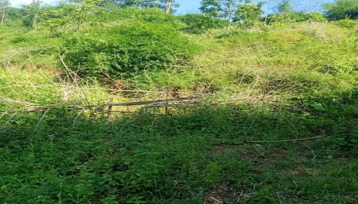 Bán đất rừng sản xuất view bám suối tại Lương Sơn.