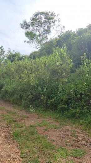 Cần bán 3ha rừng sản xuất thế đất thoải tại Yên Lập Cao Phong Hòa Bình phù hợp trồng cây dược liệu, làm trang trại
