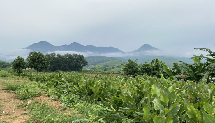 Bán đất xã Minh Quang Ba vì Hà Nội diện tich rộng 3600m2.