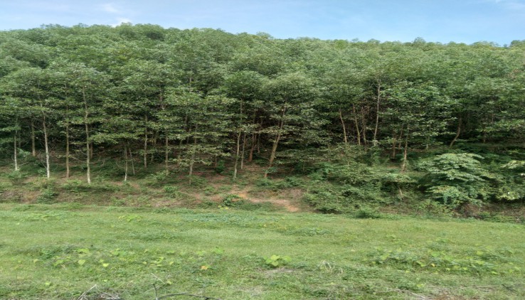 Bán đất Kim  Bôi dt 2,1 ha đất rsx giá mùa covit