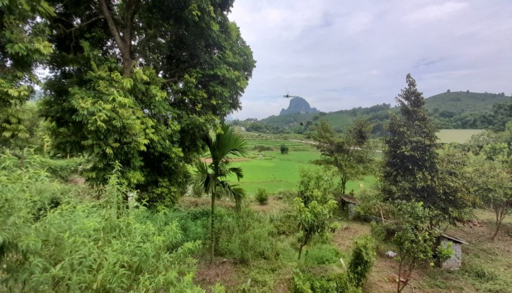 Bán nhanh 3600m khuôn viên sẵn view cánh đồng tại Lương Sơn