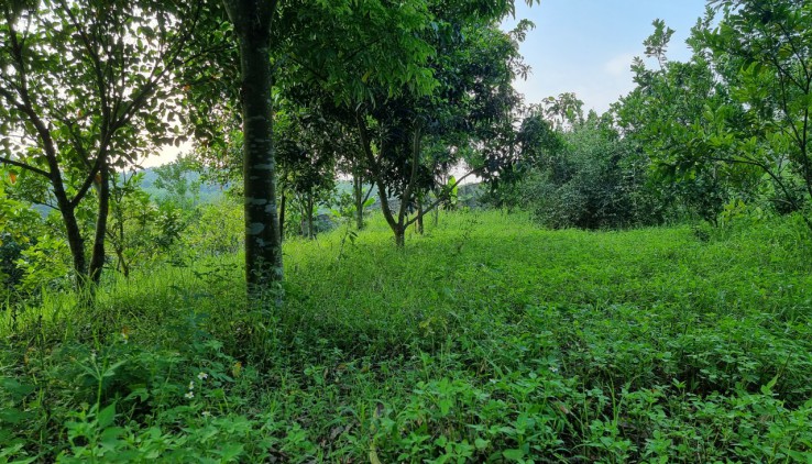 Bán khuôn viên nghỉ dưỡng 3634m sẵn nhà, View cánh đồng tại Lương Sơn, Hoà Bình