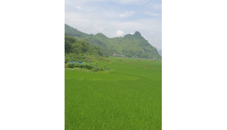 Bán 1000m đất thổ cư nghỉ dưỡng View cánh đồng, cách QL12B chỉ 50m tại Kim Bôi, Hoà Bình.