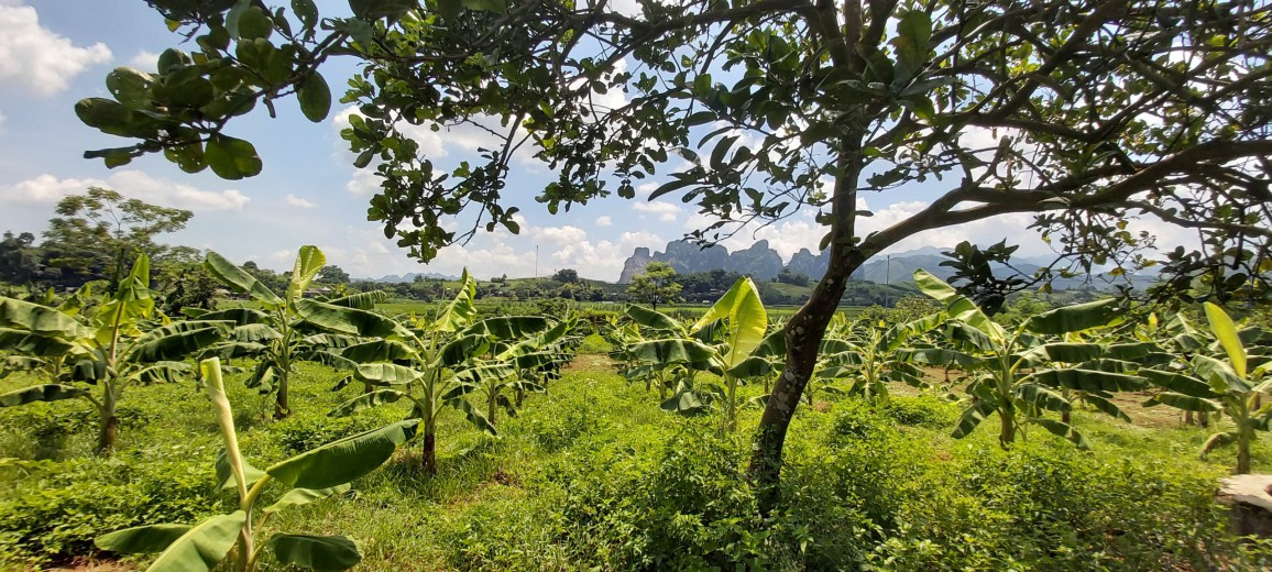 CƠ HỘI SỞ HỮU LÔ ĐẤT THỔ CƯ BÁM SUỐI ĐẸP VÀ RẺ NHẤT CAO PHONG