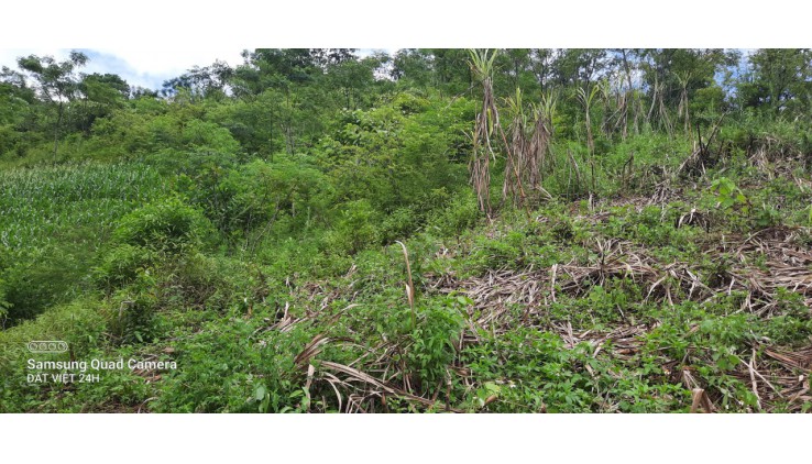 Cơ hội sở hữu lô đất rừng giá cực rẻ tại cao phong hoà bình