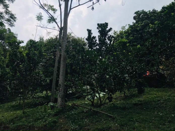 Bán 1300m.100ont đất view cánh đồng thơ mộng tại -Cư Yên - Lương Sơn - Hòa Bình