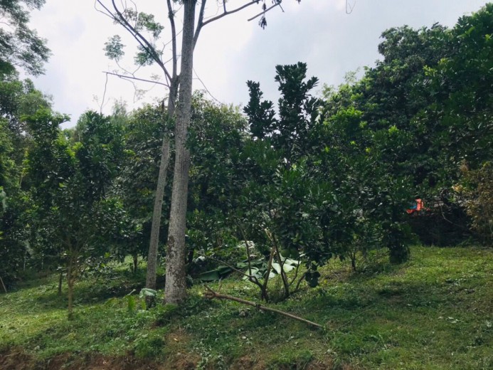 Bán 1300m.100ont đất view cánh đồng thơ mộng tại -Cư Yên - Lương Sơn - Hòa Bình