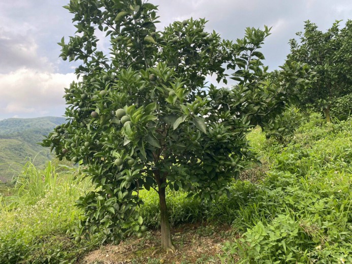 Bán đất Cao Phong, Hòa Bình, 1,9ha có thổ cư, đất vườn và rsx, view thung lũng, bám đường bê tông.