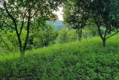 BÁN GẤP 3634m, view cánh đồng thoáng mát,ô tô tận đất,giá rẻ