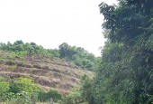 Cần bán 3ha rừng sản xuất thế đất thoải tại Yên Lập Cao Phong Hòa Bình phù hợp trồng cây dược liệu, làm trang trại