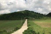 Cần bán 4.3ha rsx một khu nông trại , cây ăn quă tại Hợp Thanh - Lương Sơn - Hòa Bình