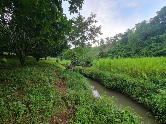 Bán 2700m full vườn suối chẩy xung quanh đất tại Tân Lạc, Hòa Bình