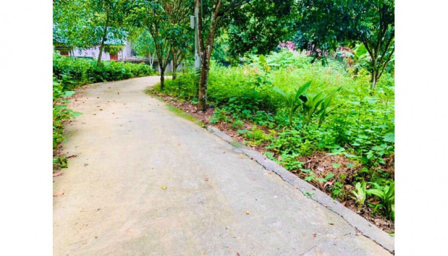 Bấn đất thị trấn Lương Sơn 1581m2 có nhà c4, nhiều cây ăn quả,đường oto vào,cách Ql6 250m giá hơn tr/m.