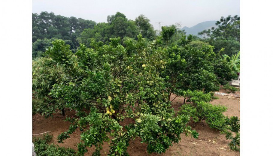 Bán đất đất nghỉ dưỡng số 1 cư yên 1568m2 tường bao,view cao thoáng gần ủy ban, trường học giá hơn triệu!!