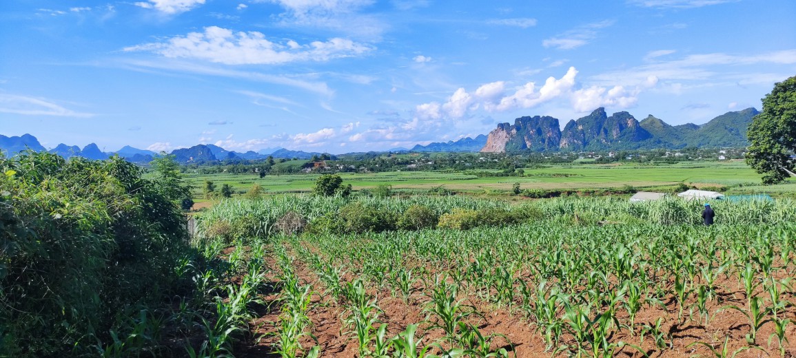 Hàng hiếm tại Cao Phong- Hoà Bình với diện tích là 4000m2 với 2000 thổ cư đất ở trên cao nhìn xuống cánh đồng lúa bát ngát xanh biếc