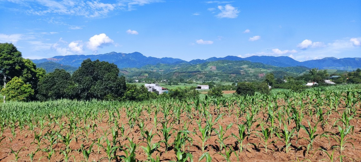 Hàng hiếm tại Cao Phong- Hoà Bình với diện tích là 4000m2 với 2000 thổ cư đất ở trên cao nhìn xuống cánh đồng lúa bát ngát xanh biếc