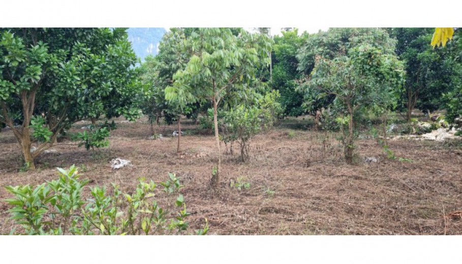 Cần chuyển nhượng 5500m đất thổ cư đất vườn tại Vĩnh Tiến-Kim Bôi giá đầu tư 650k/m!